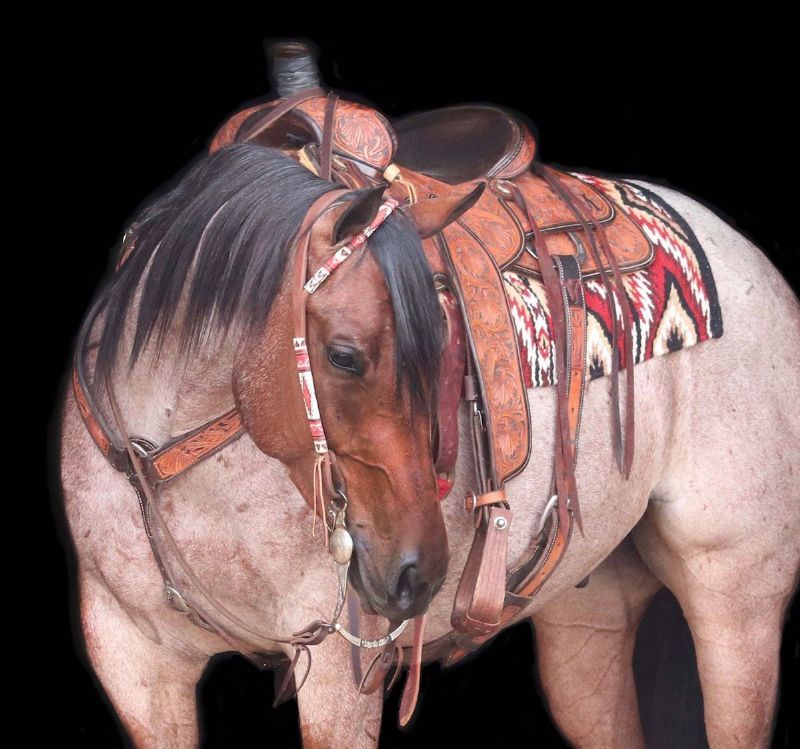 Kipper bay roan Quarter Horse gelding