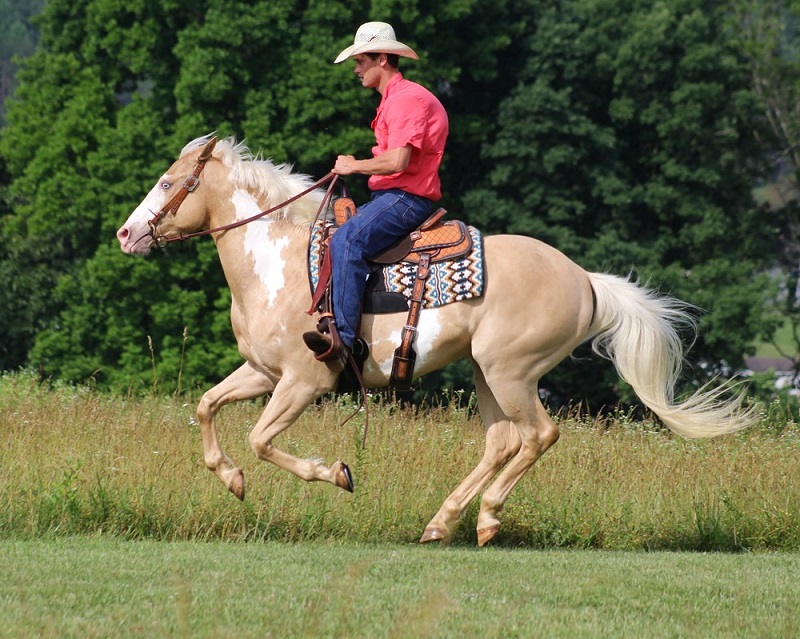 Kobby palomino overo Paint Horse gelding