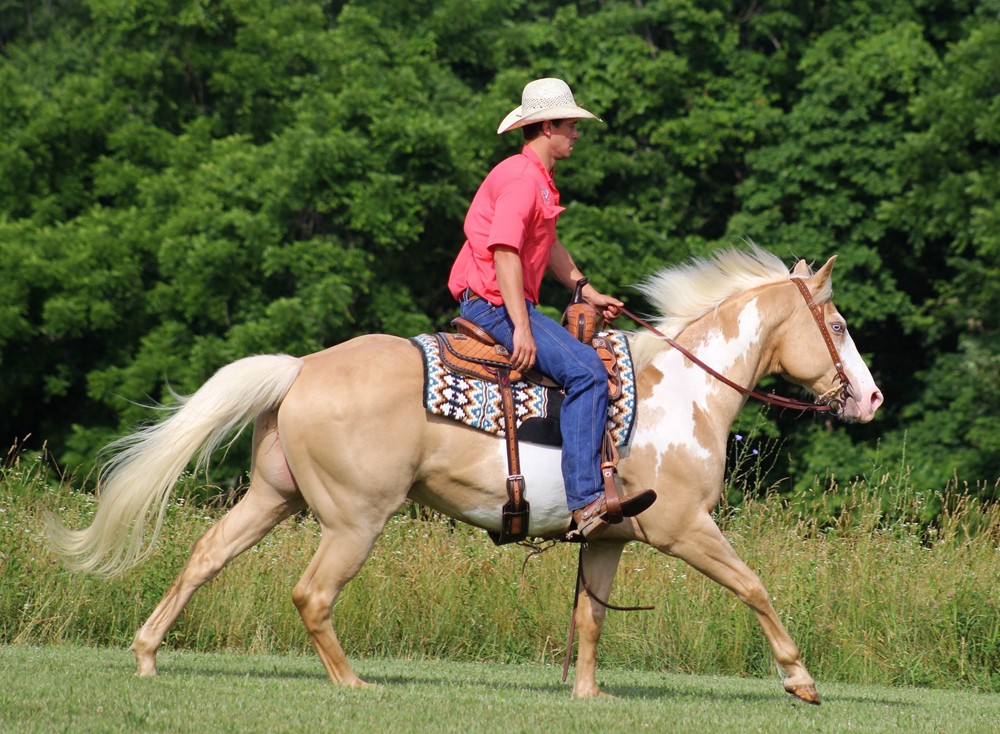 Kobby palomino overo Paint Horse gelding