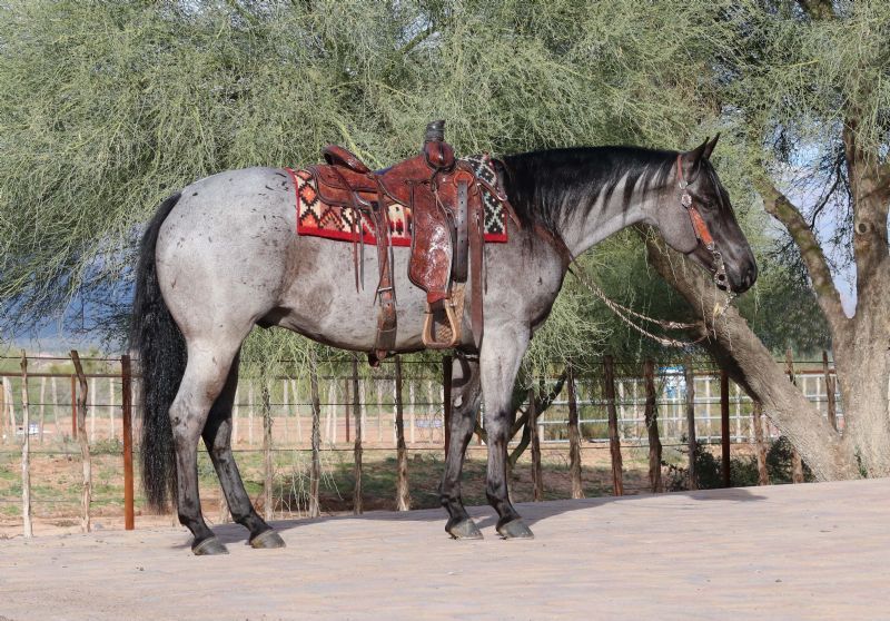 Legacy blue roan Quarter Horse gelding