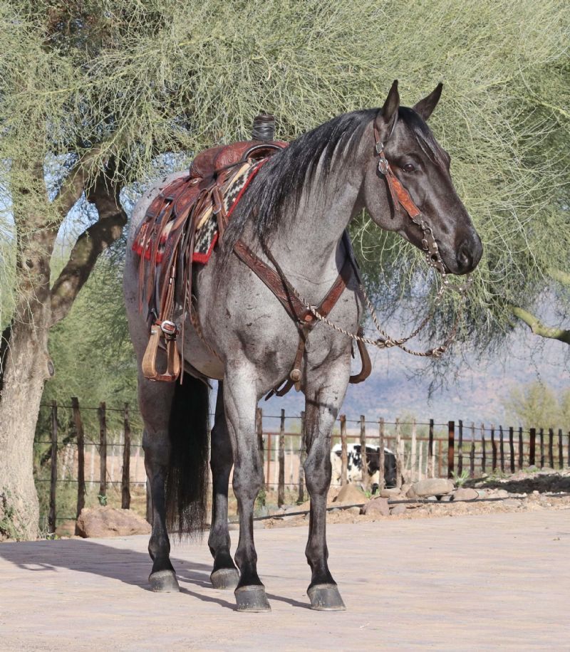 Legacy blue roan Quarter Horse gelding