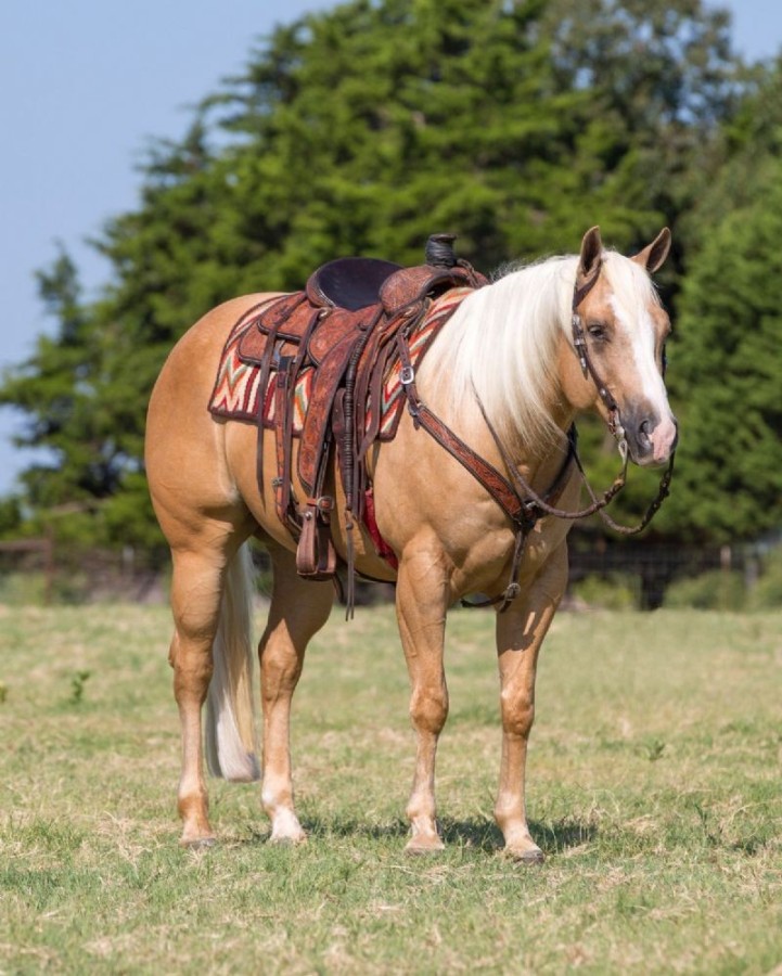 Legend palomino Quarter Horse gelding