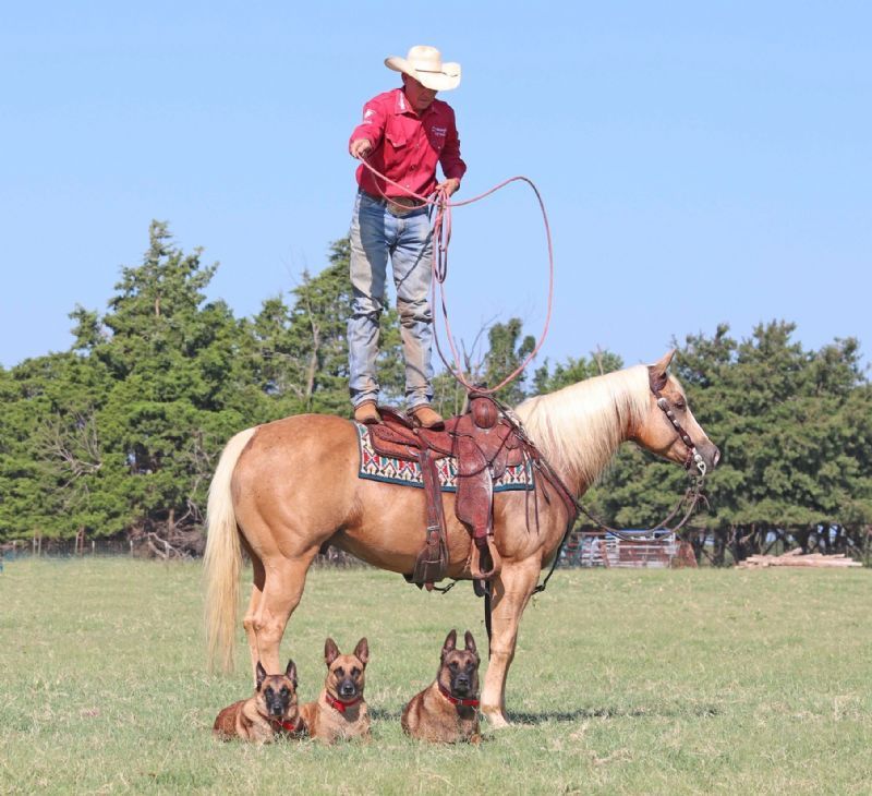 Legend palomino Quarter Horse gelding