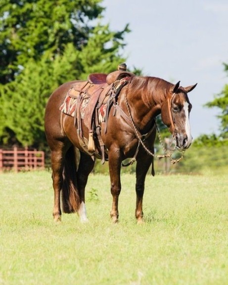Leo chestnut Quarter Horse gelding