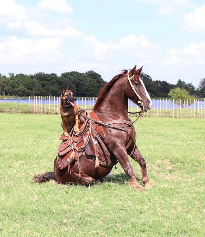 Leo chestnut Quarter Horse gelding