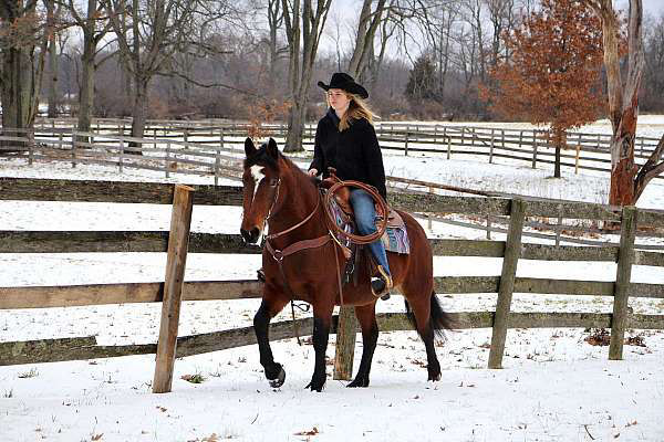 Lilly bay draft Percheron Quarter Horse mare