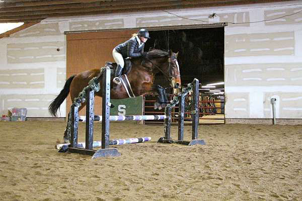 Lilly bay draft Percheron Quarter Horse mare