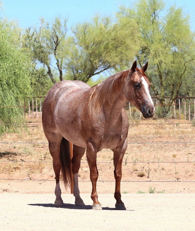 Lollipop red roan Quarter Horse mare