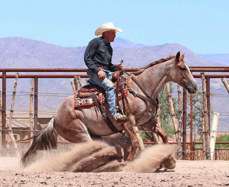 Lollipop red roan Quarter Horse mare