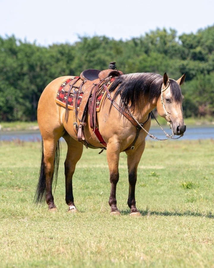Lucky buckskin Quarter Horse gelding
