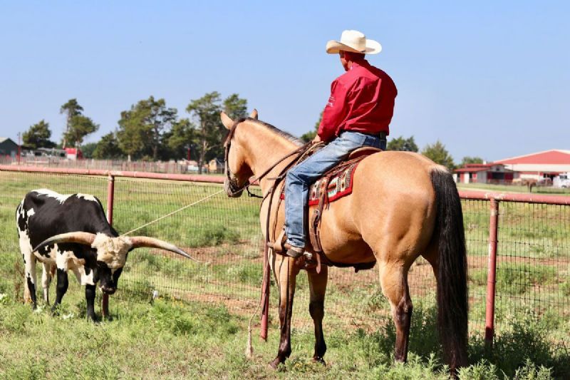 Lucky buckskin Quarter Horse gelding