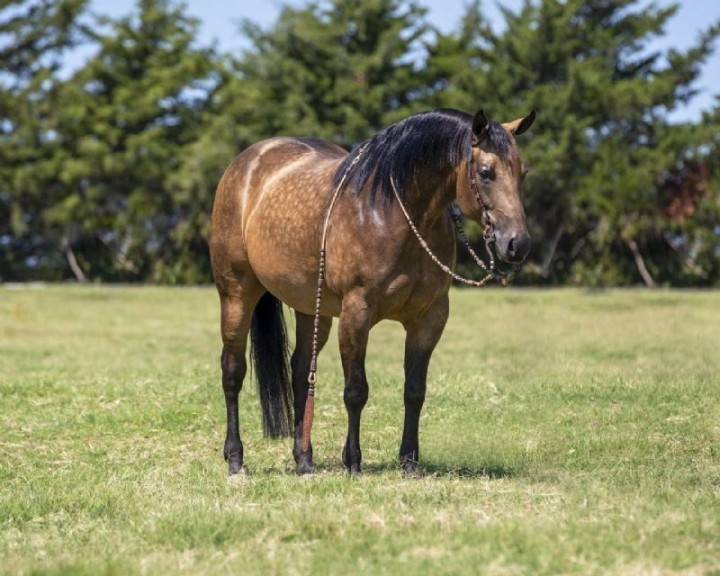 Lucy buckskin Quarter Horse mare