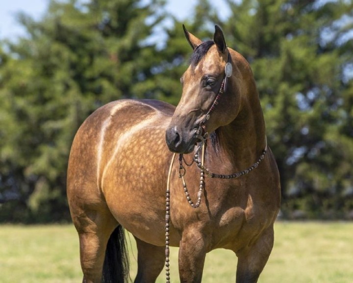 Lucy buckskin Quarter Horse mare