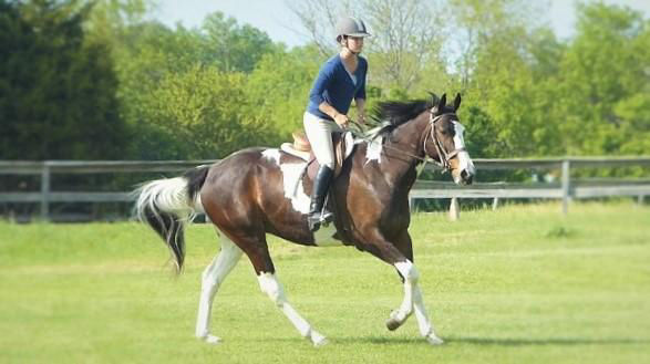 Luna bay and white Warmblood gelding