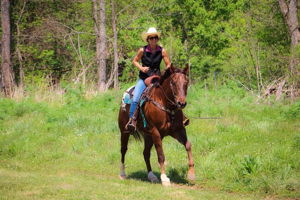 Lyrical chestnut Appaloosa gelding