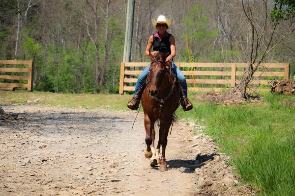 Lyrical chestnut Appaloosa gelding