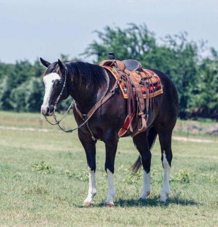 Magic black Quarter Horse gelding