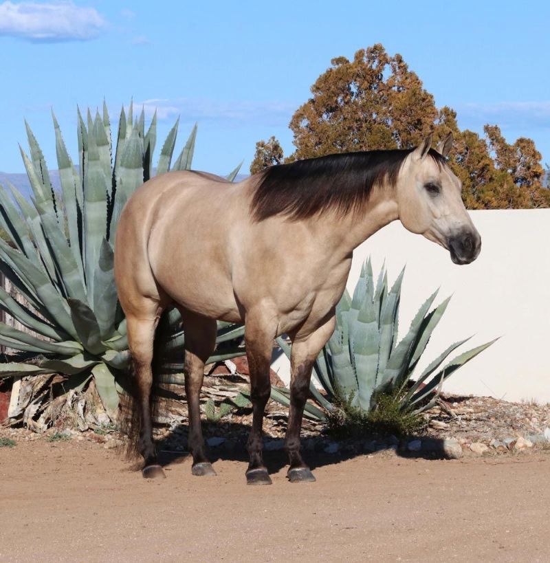 Mariah buttermilk buckskin Quarter Horse mare