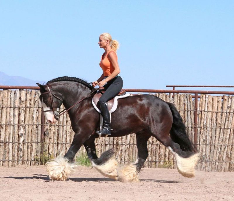 Mario black Gypsy Vanner gelding