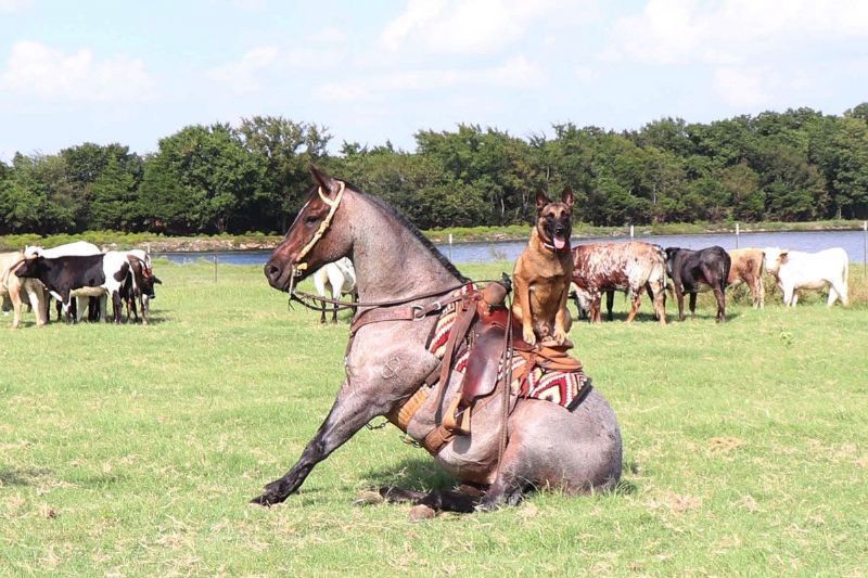 Master blue roan Quarter Horse gelding