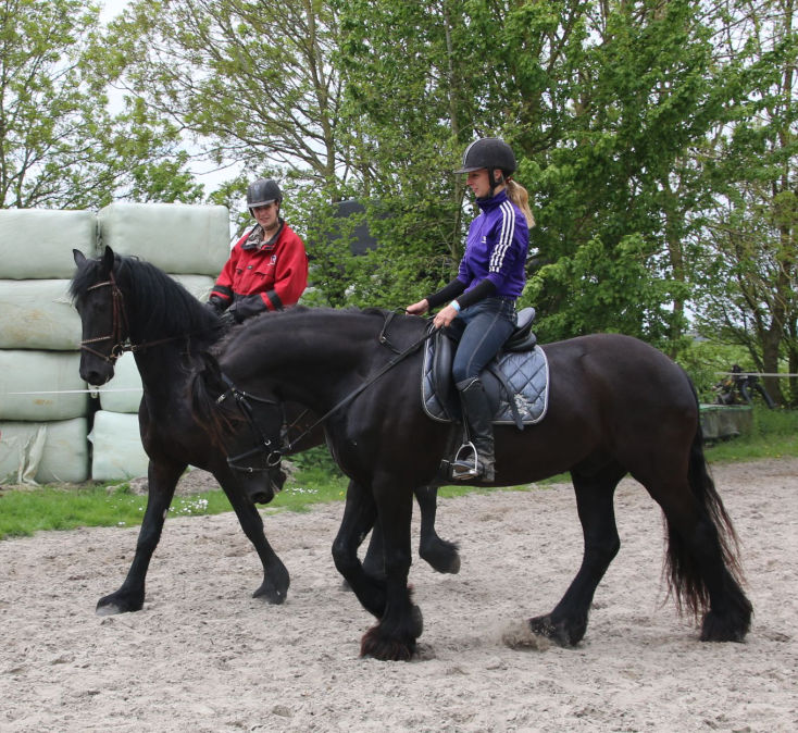 Maxine black Friesian mare