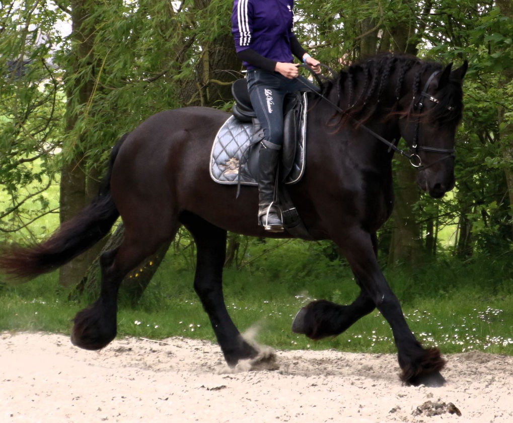 Maxine black Friesian mare