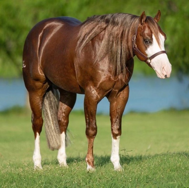 Mercedes sorrel Quarter Horse gelding