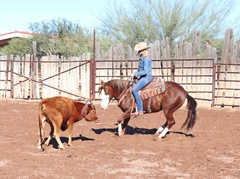 Mercedes sorrel Quarter Horse gelding