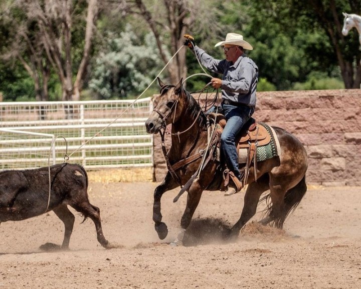 Mick buckskin Quarter Horse gelding