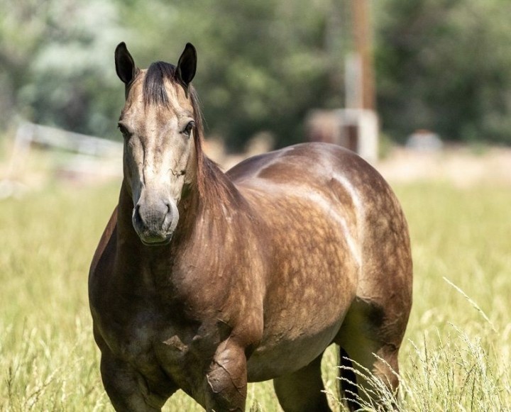 Mick buckskin Quarter Horse gelding