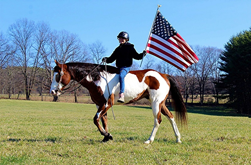 Mickey bay overo Paint Horse gelding