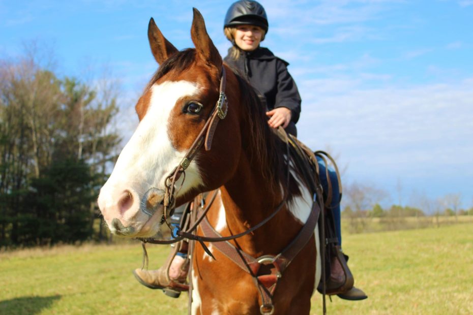 Mickey bay overo Paint Horse gelding