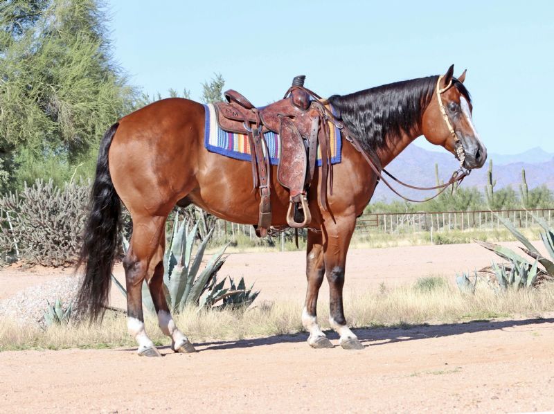 Midnight bay Quarter Horse gelding