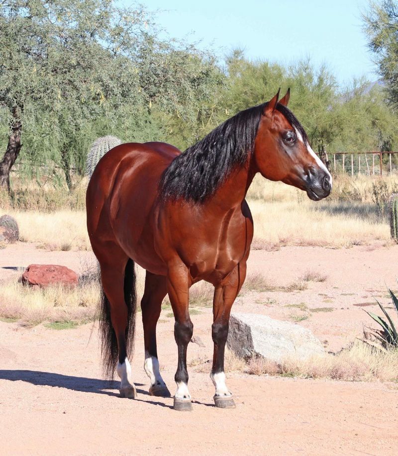 Midnight bay Quarter Horse gelding
