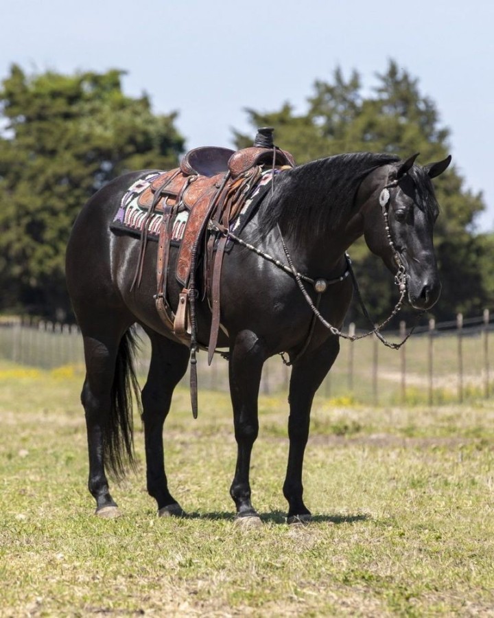 Missy black Quarter Horse mare