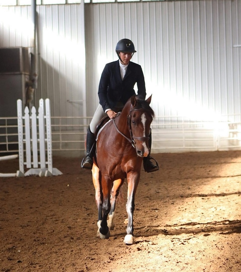 Moana bay Andalusian mare