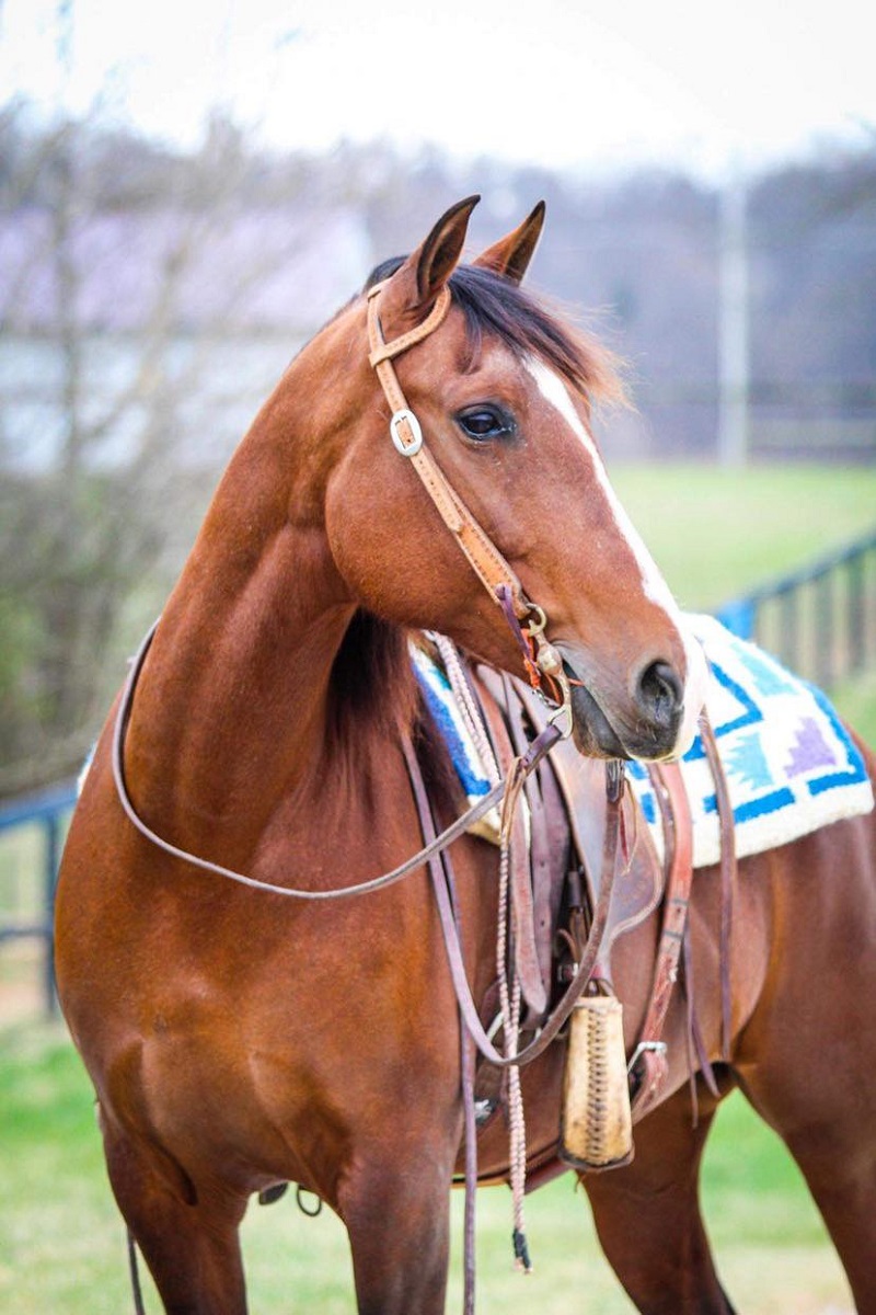 Moana bay Andalusian mare