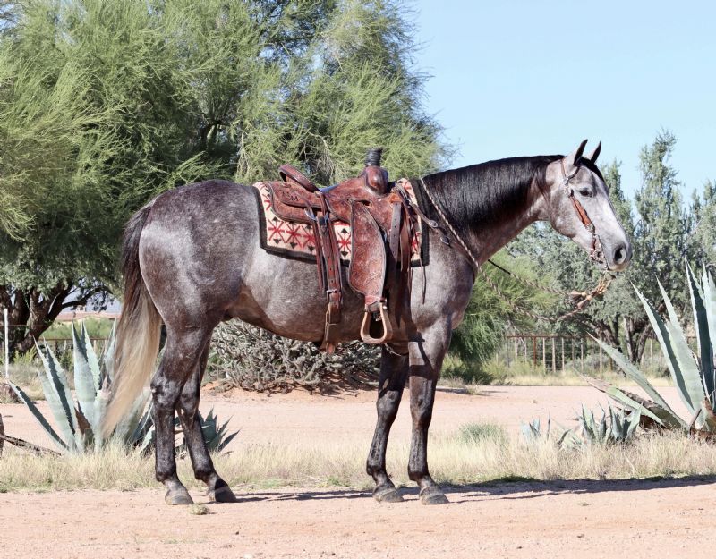 Mocha gray Quarter Horse gelding