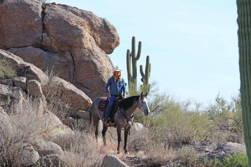 Mocha gray Quarter Horse gelding