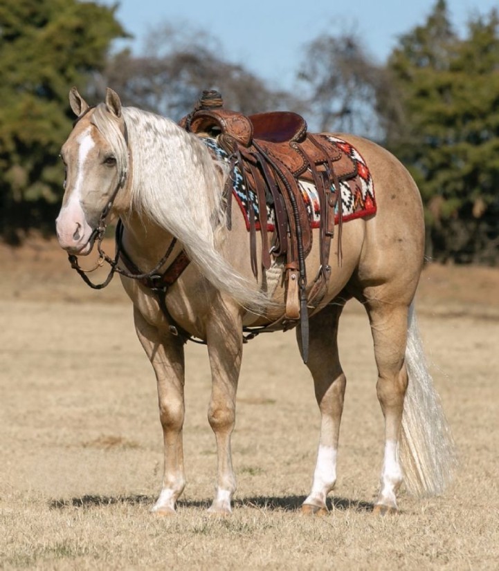 Montana palomino Quarter Horse gelding