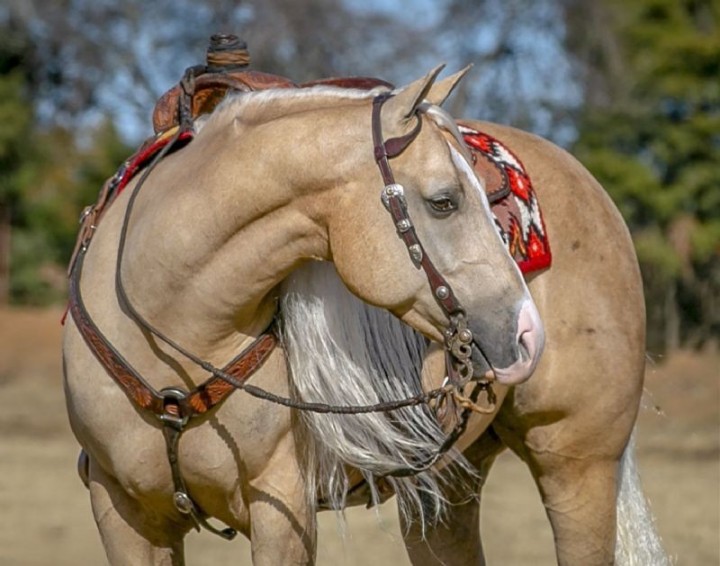 Montana palomino Quarter Horse gelding