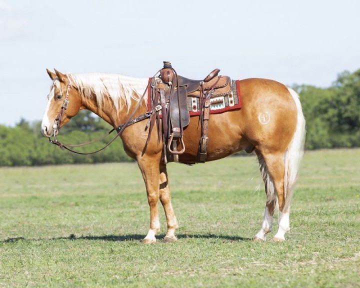 Moonshine palomino Quarter Horse gelding