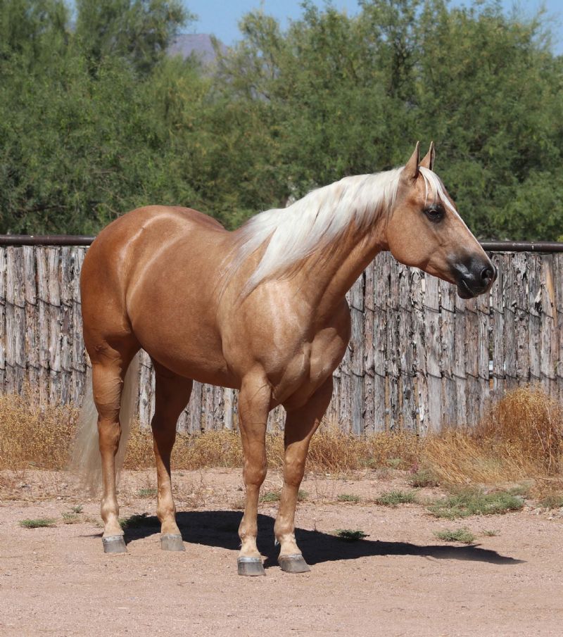 Mylene palomino Quarter Horse mare