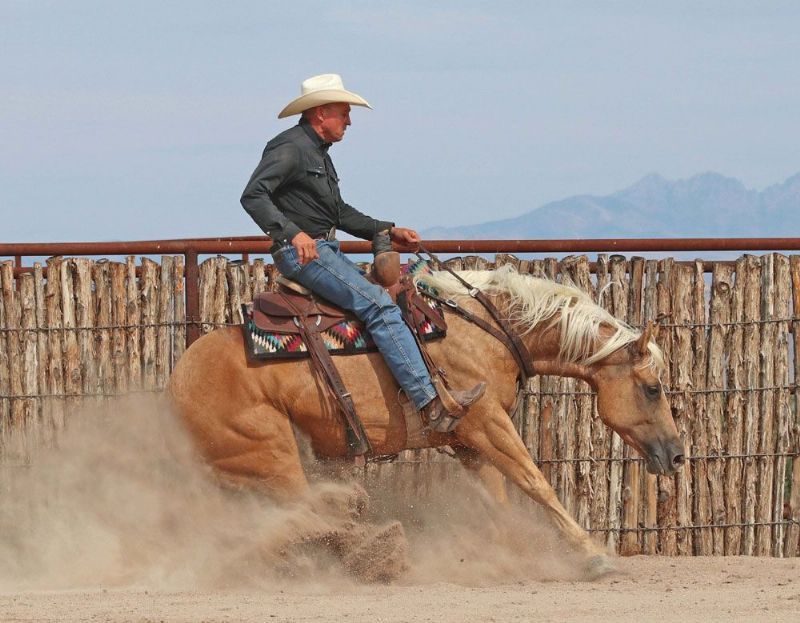 Mylene palomino Quarter Horse mare
