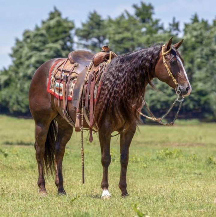 Nacho chestnut Quarter Horse gelding