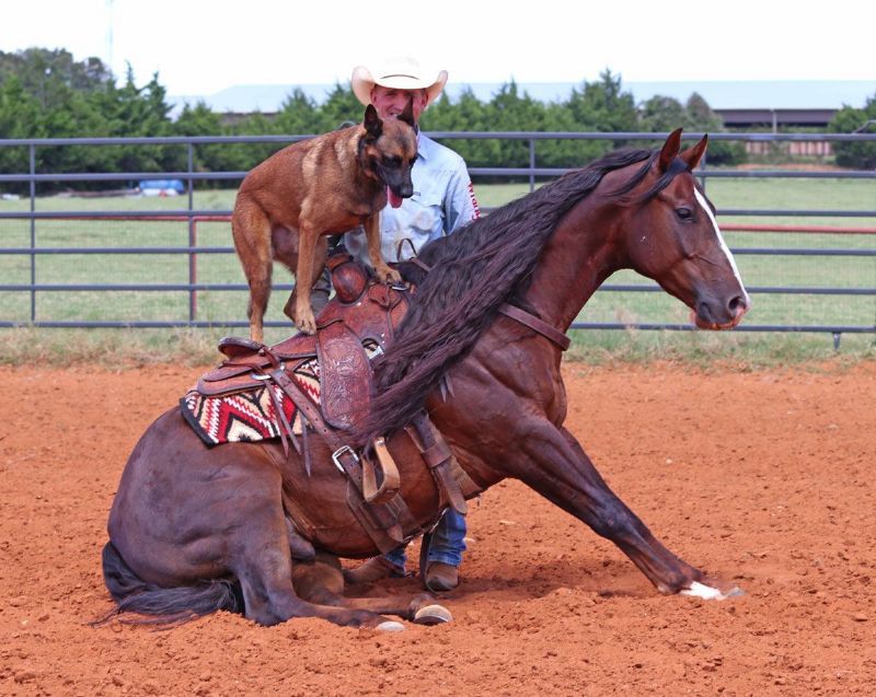 Nacho chestnut Quarter Horse gelding