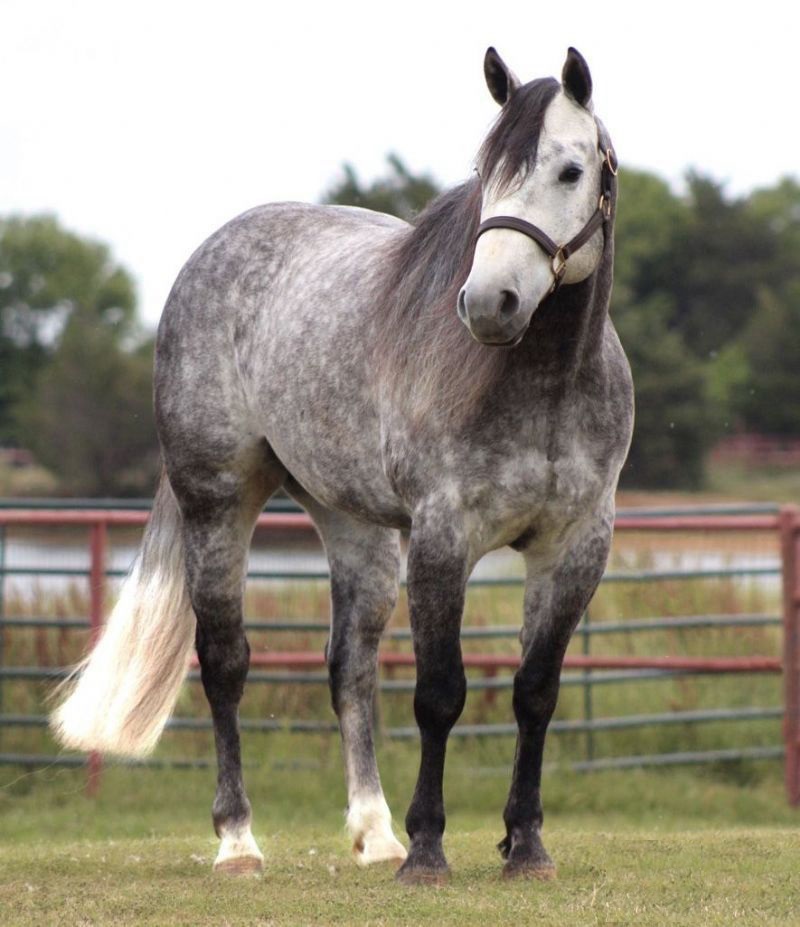 Olaf gray Quarter Horse gelding