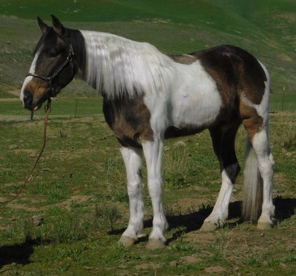 Paco bay Paint Horse gelding