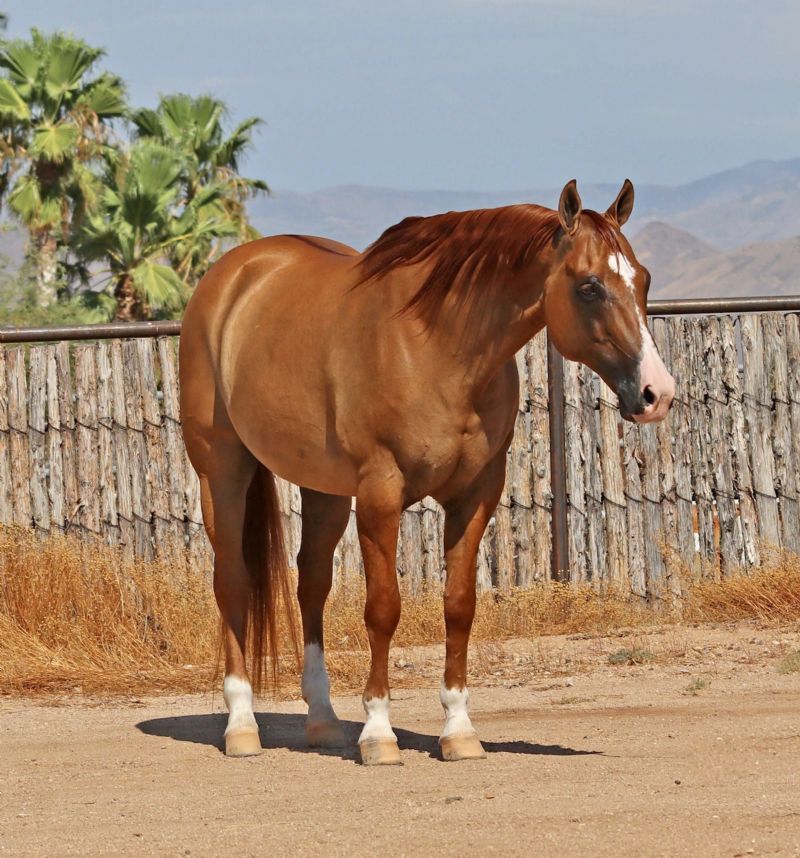 Parfect red dun Quarter Horse gelding