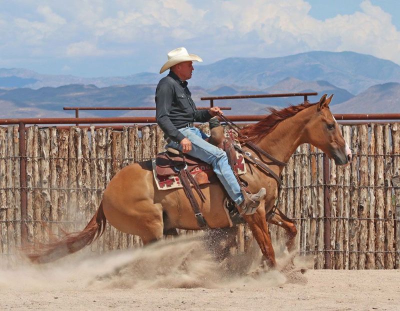 Parfect red dun Quarter Horse gelding